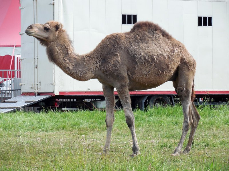 Stop al circo con gli animali 